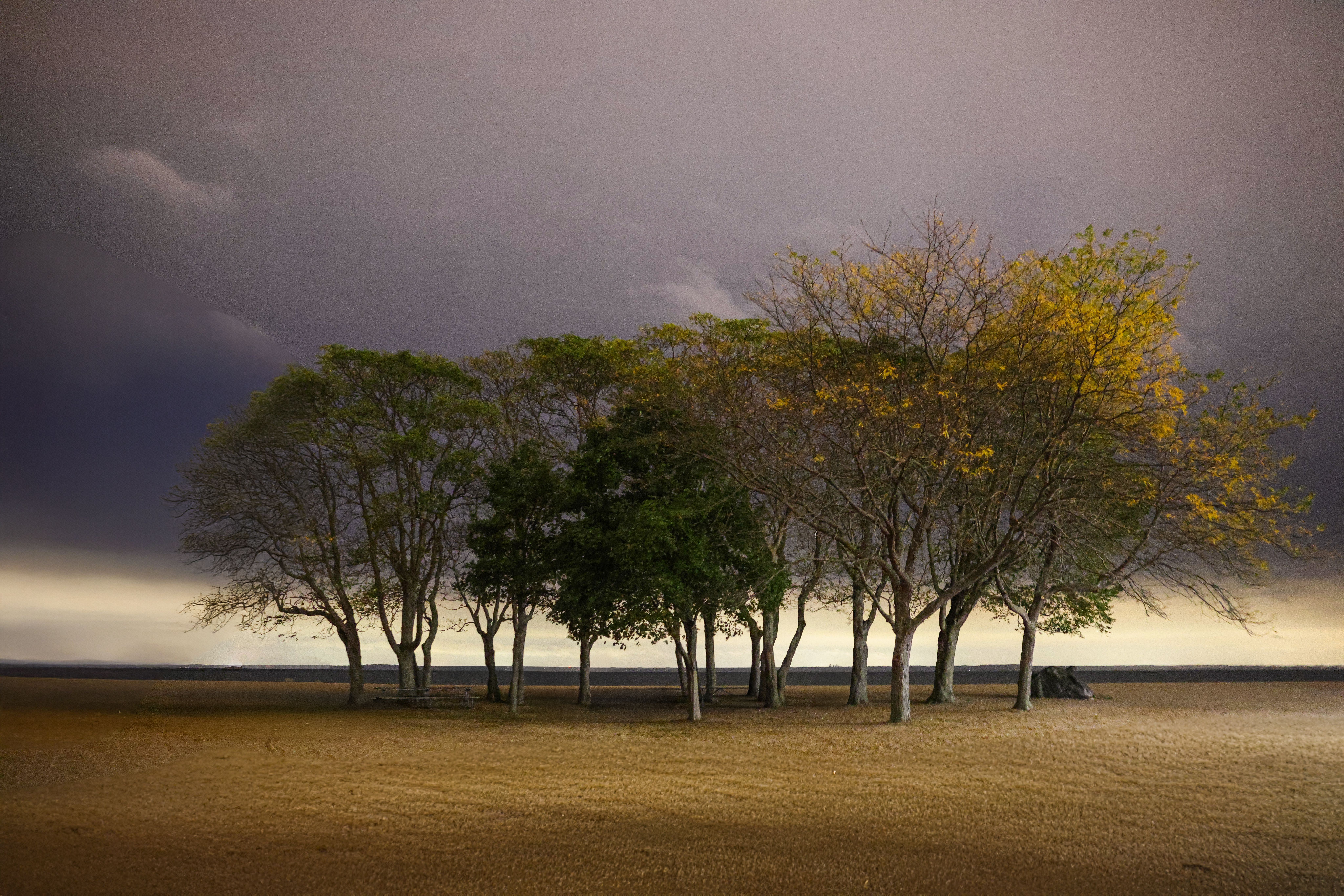 Dramatic Autumn Trees at Twilight · Free Stock Photo