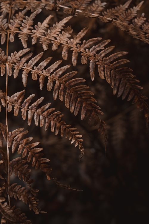 Free Close-up of dried brown fern leaves showcasing natural texture and rustic beauty. Stock Photo