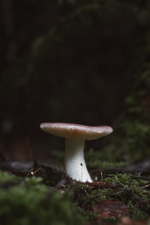 Free Capture of a singular, elegant woodland mushroom standing tall on a serene forest floor. Stock Photo