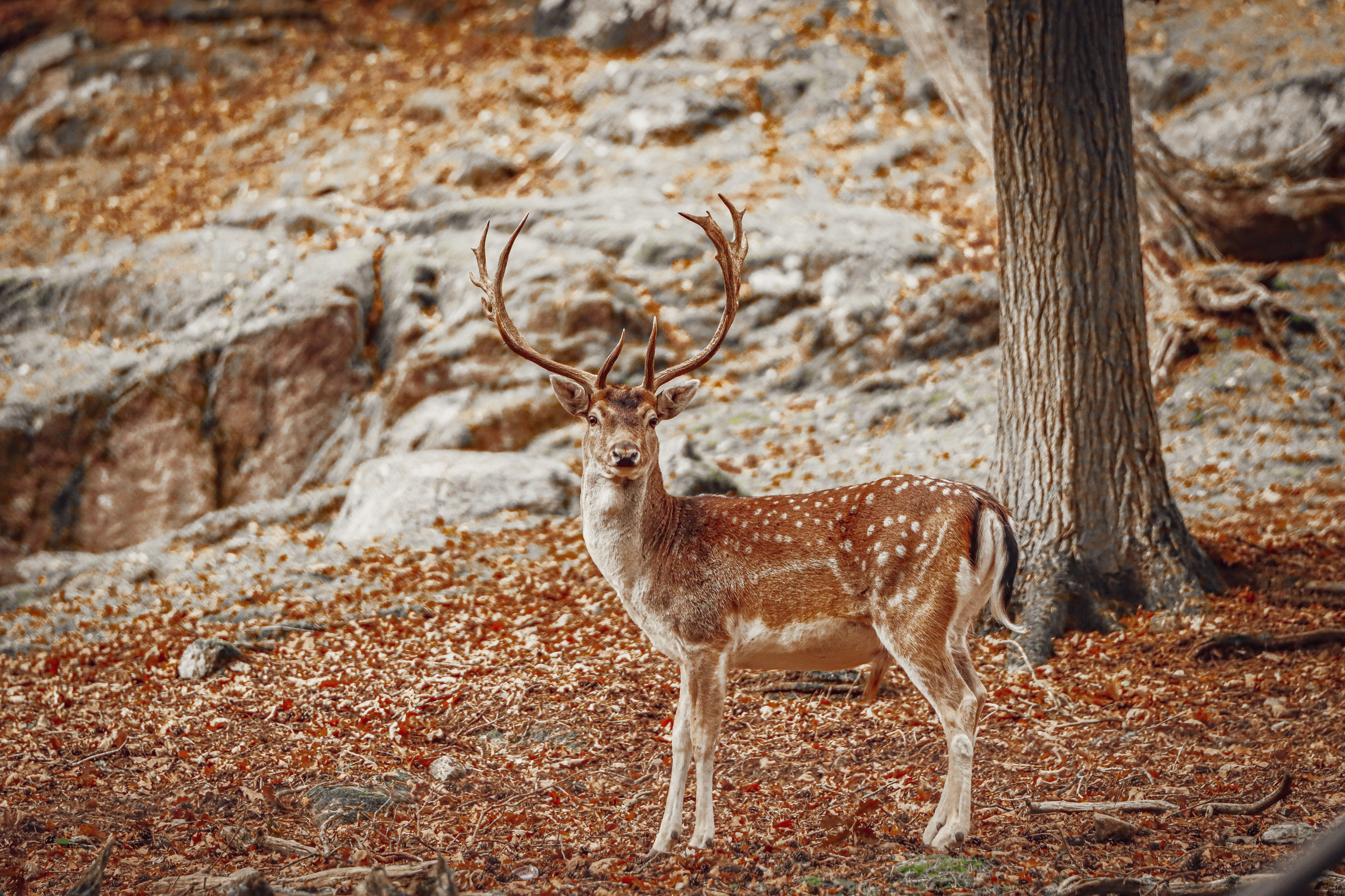A stunning red deer stands amidst the autumn foliage in a Scandinavian forest in Sweden.