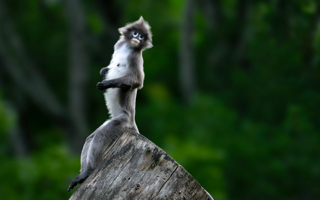 captivating image of a langur monkey atop a tree trunk in a lush green