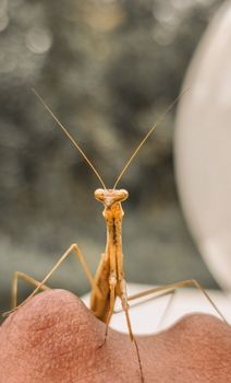Detailed shot of a praying mantis perched on human skin with a blurred background.