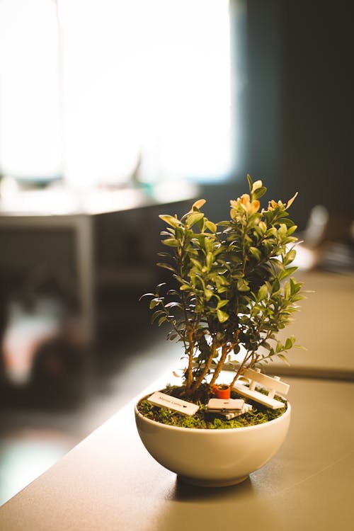 Green Potted Plant