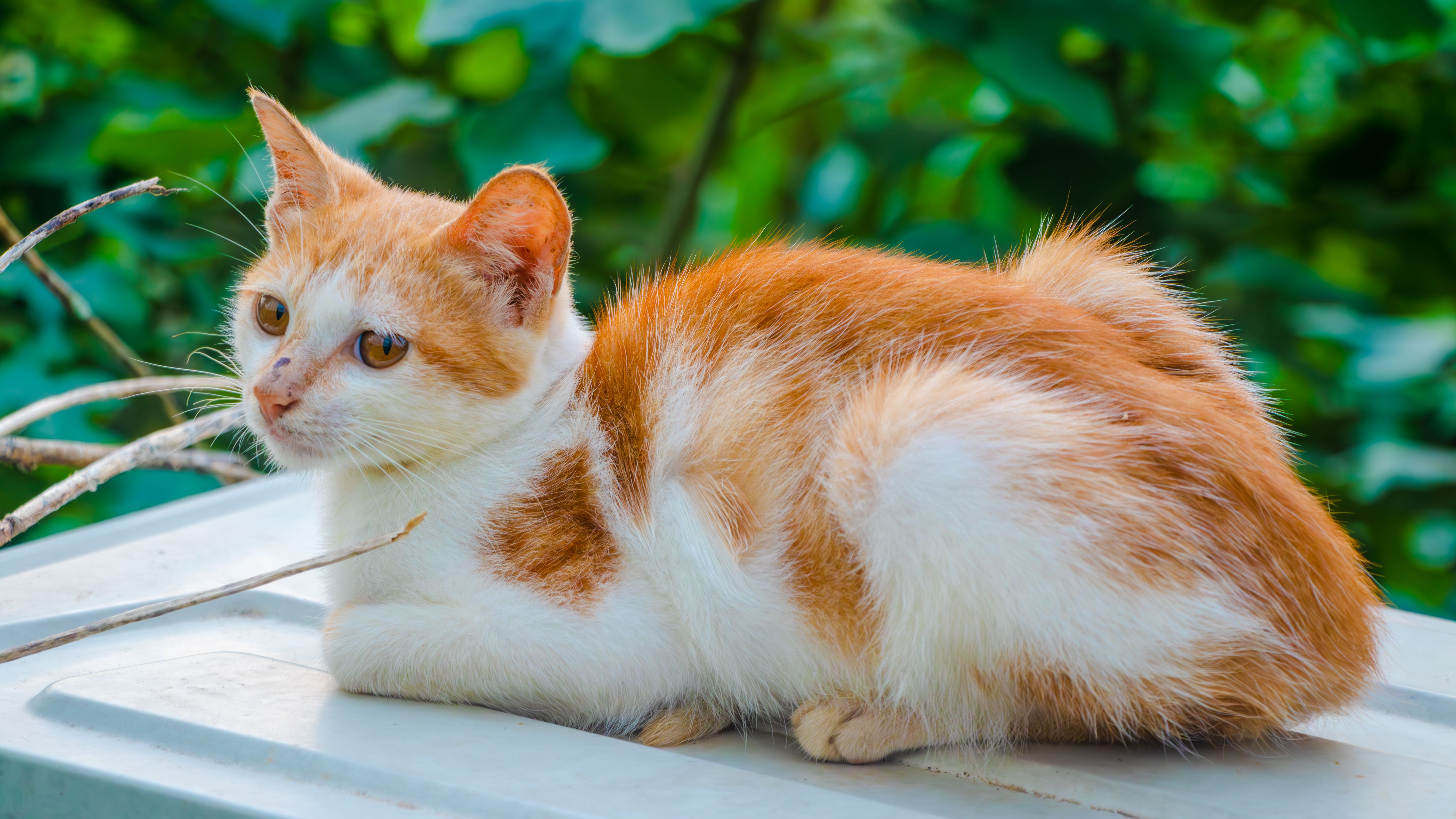 Manx