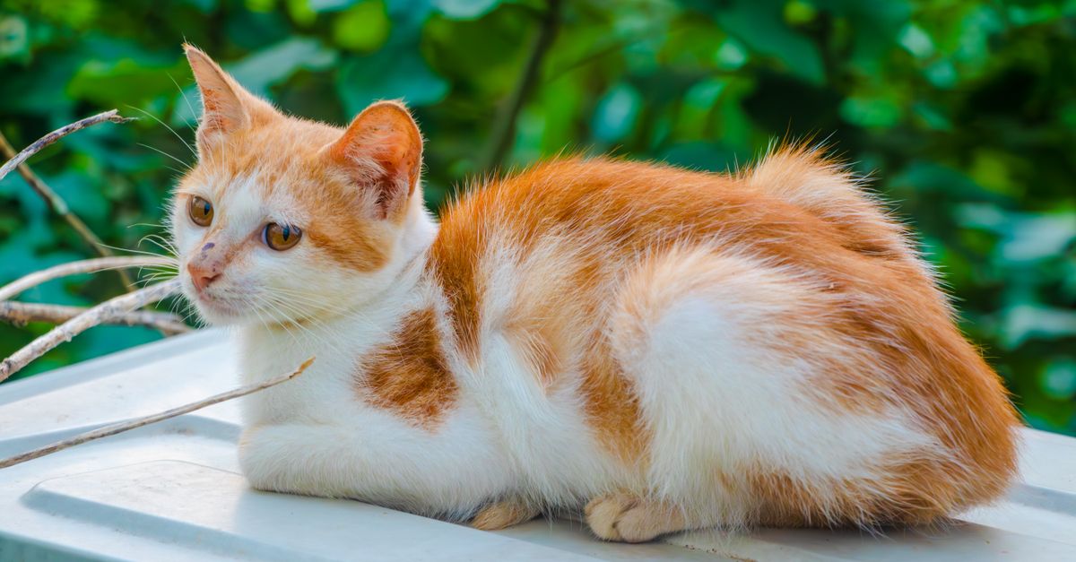 Orange and White Cat Breed Orange and white cat breed guide: ginger and white cat lounging outdoors near greenery