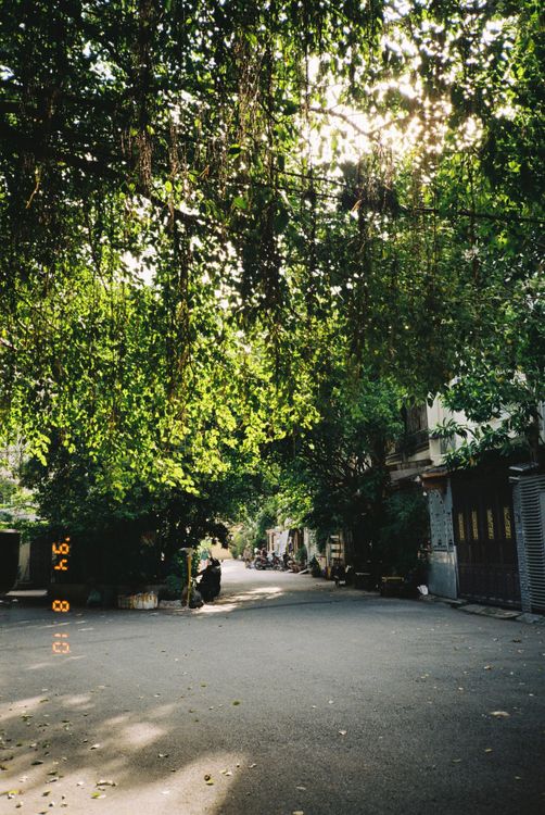 Urban/street Runder Serene Urban Street Under Lush Green Canopy · Free Stock Photo