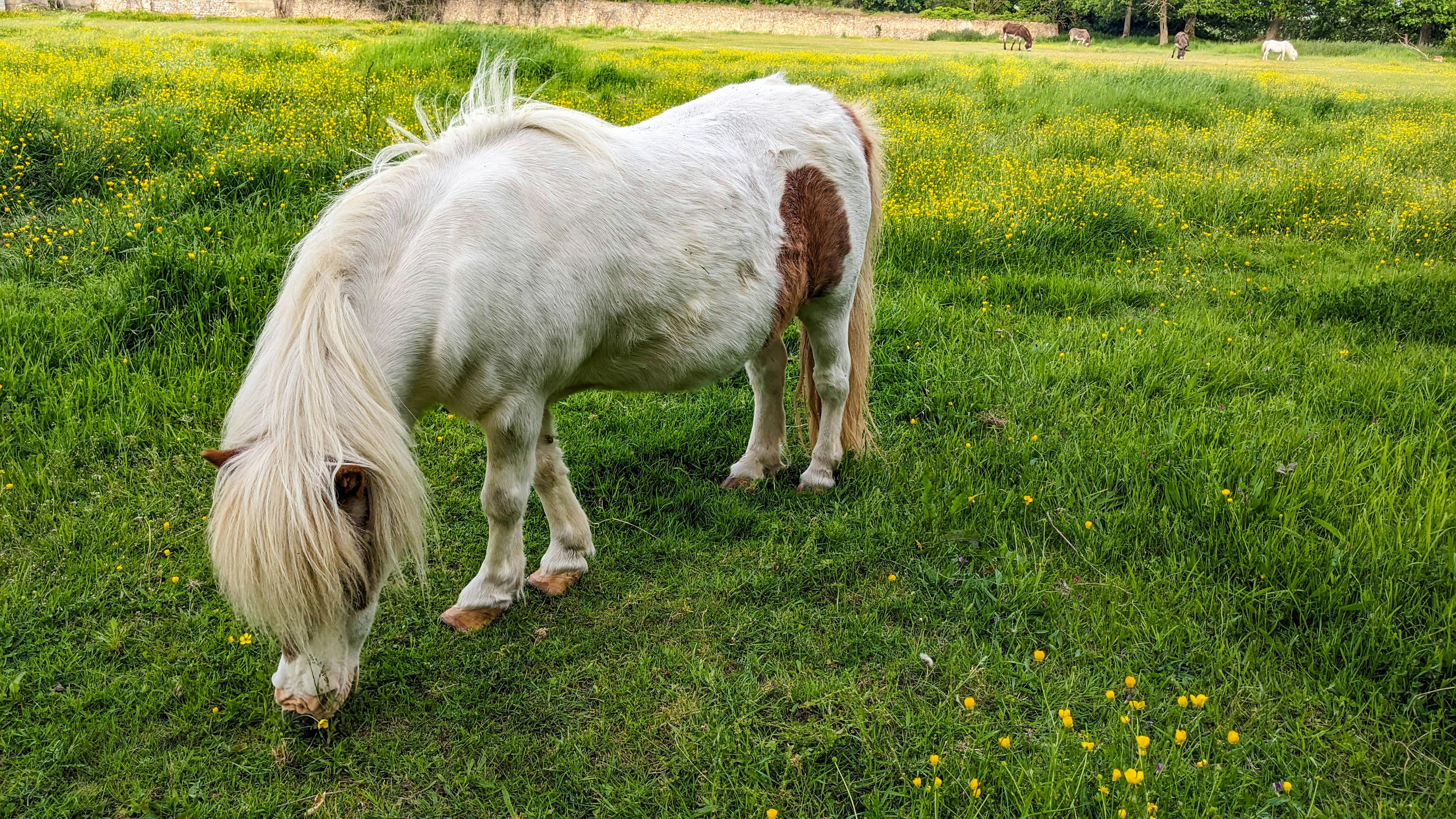 white pony grazing in a buttercup meadow