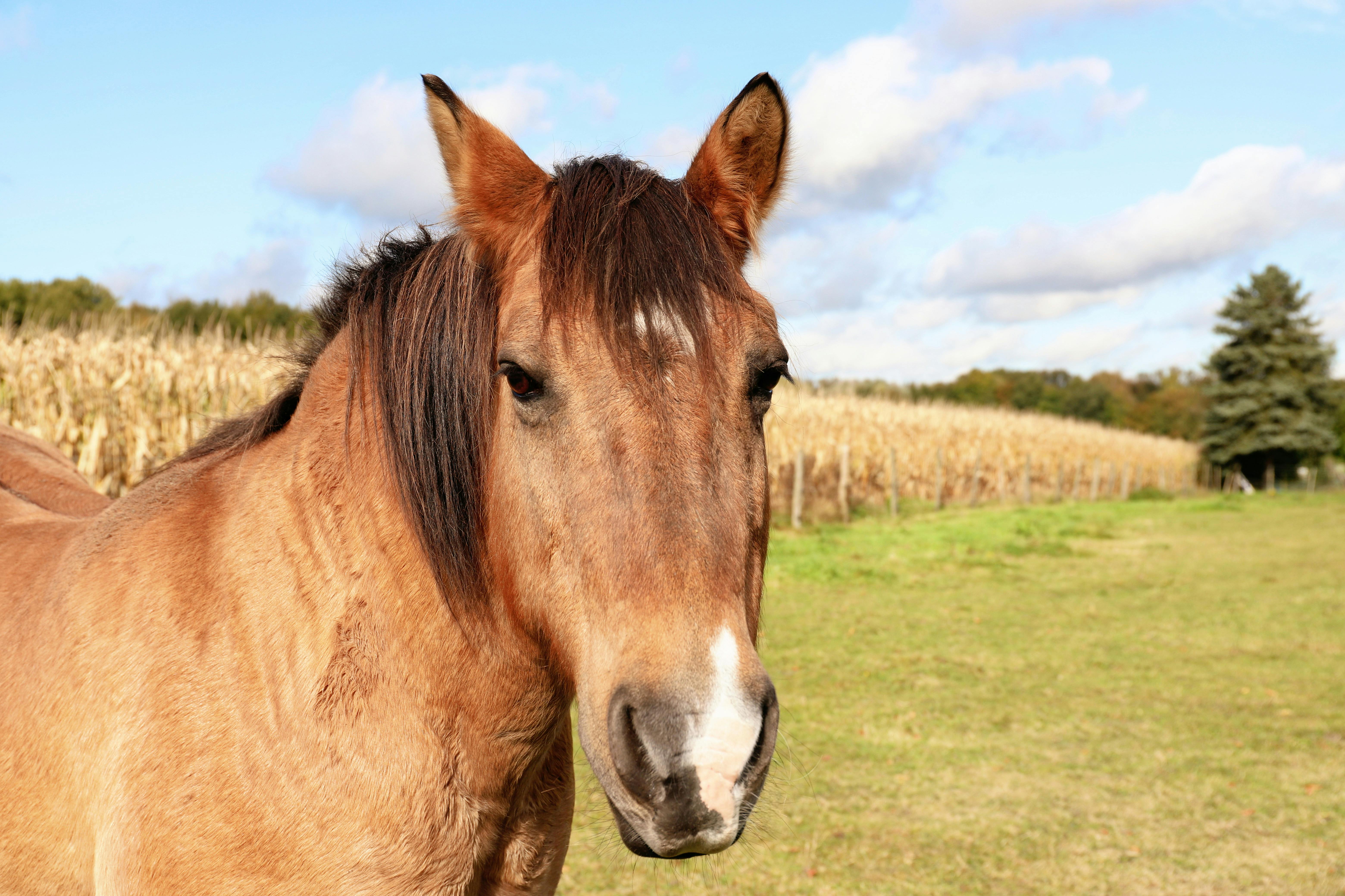 majestic brown horse in sunny pasture