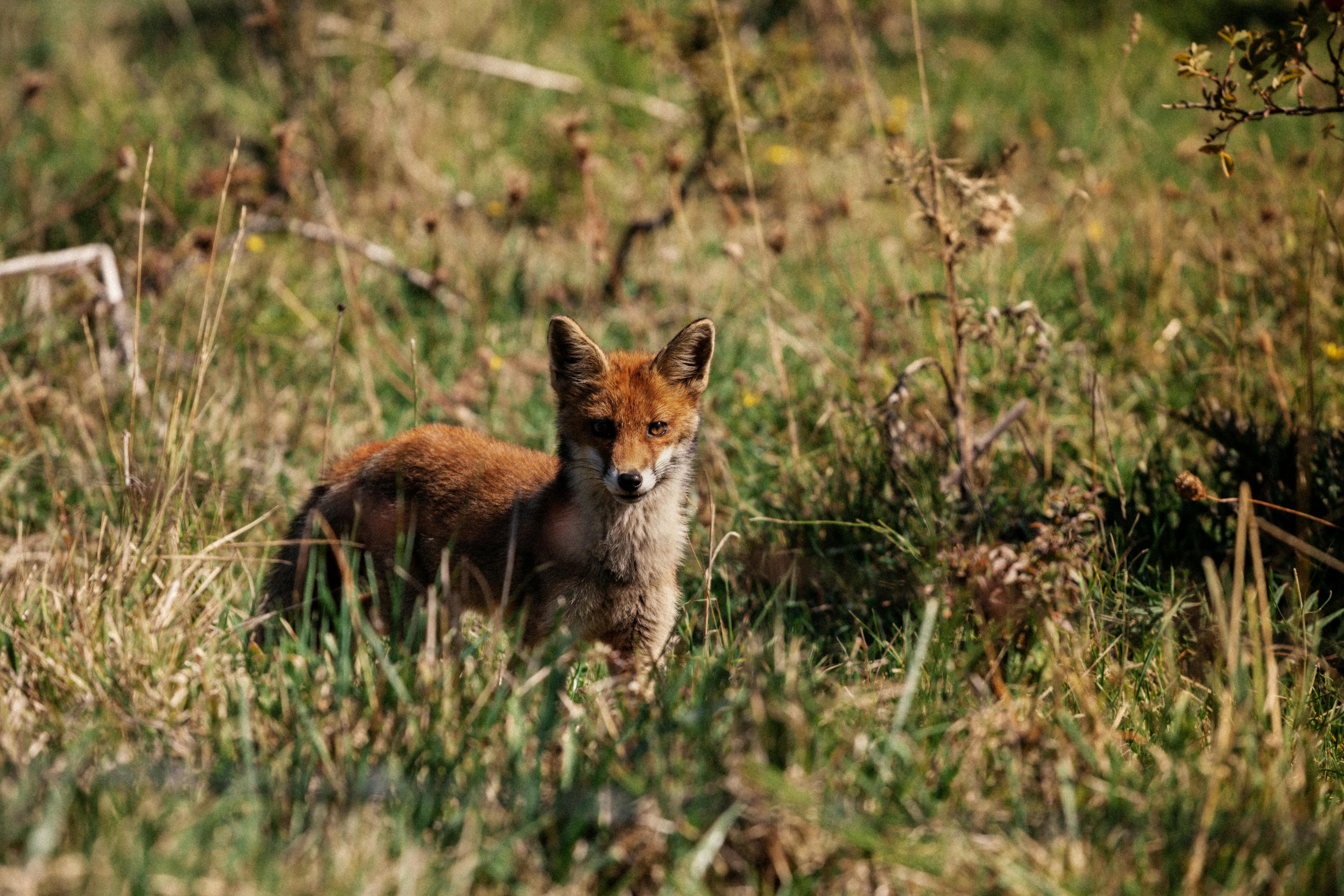 A young red fox standing in a grassy field, blending with the natural environment.