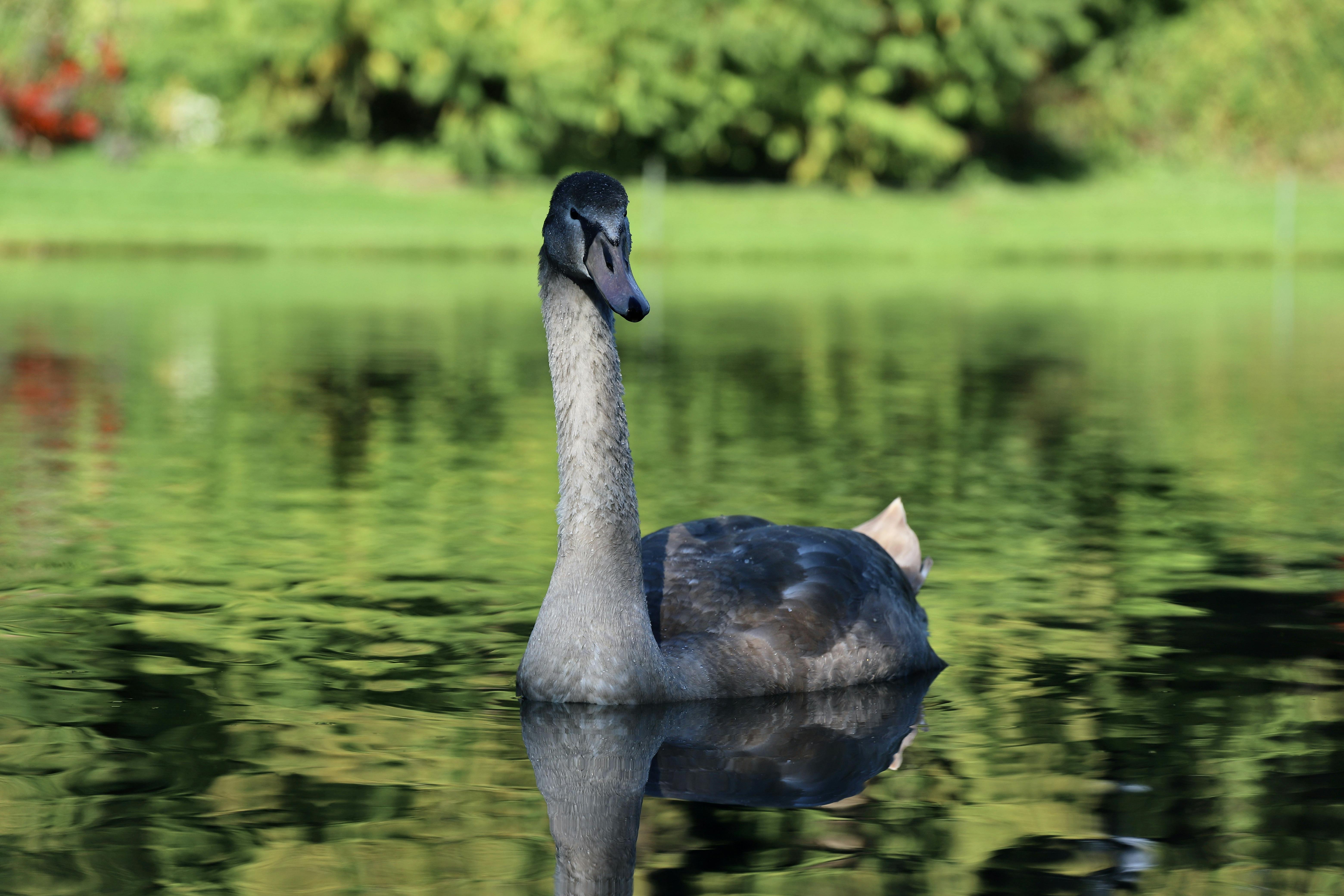 Animia Photos, Download The BEST Free Animia Stock Photos & HD Images