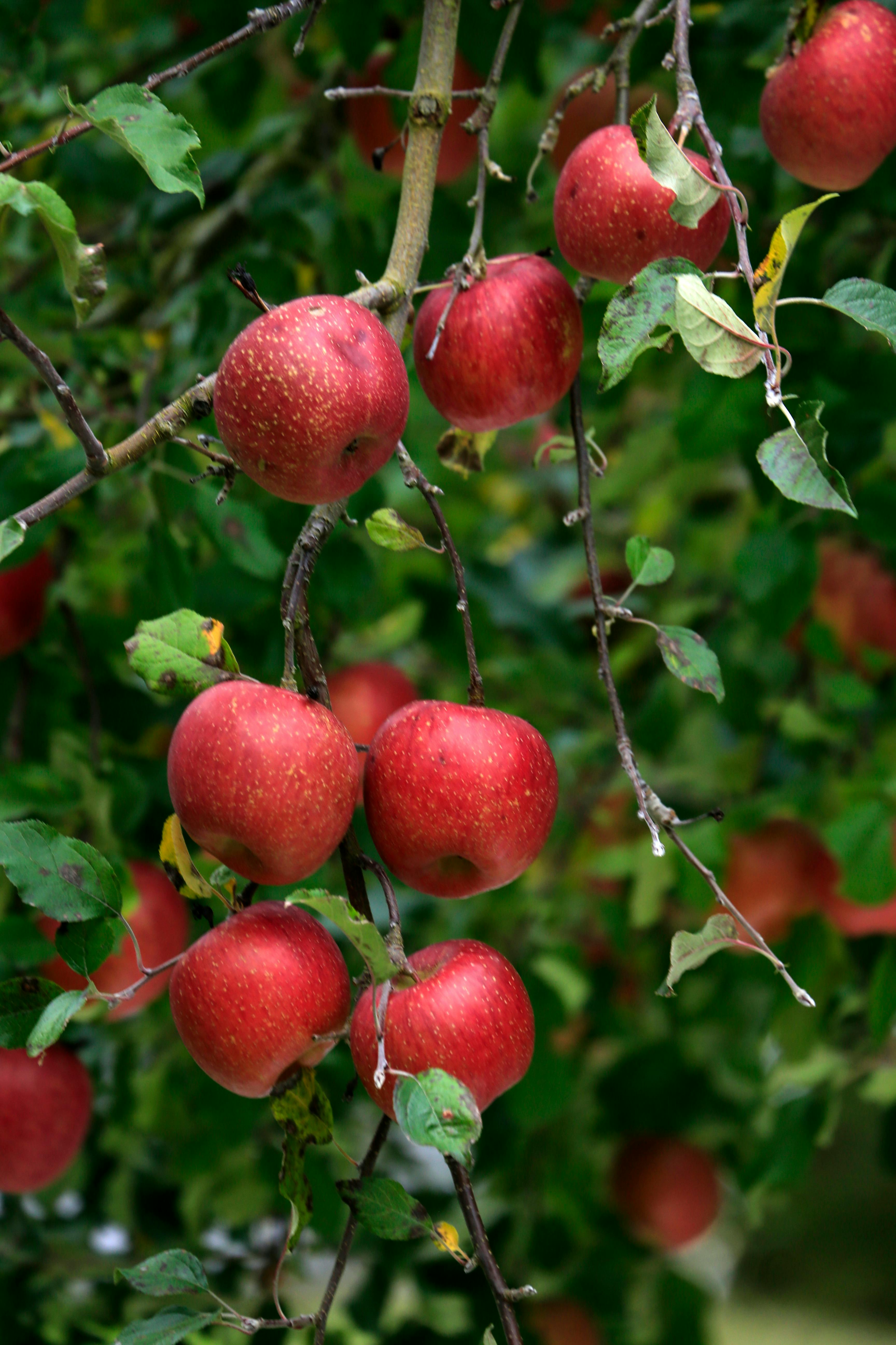 Fresh red apples hanging on a tree branch in a lush green orchard.