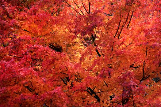 A stunning close-up of vivid red and orange maple leaves during autumn season.