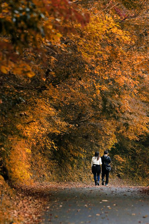 Free Two people walking on a scenic autumn path covered with vibrant fall foliage. Stock Photo