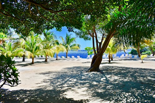 Free stock photo of beach, beach chair, beach chairs