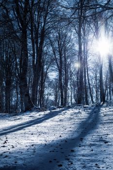 Captivating winter forest scene with sunlight streaming through snow-laden trees.