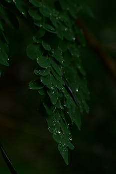 Macro focus on dark green leaves with dew droplets, creating a serene natural scene.
