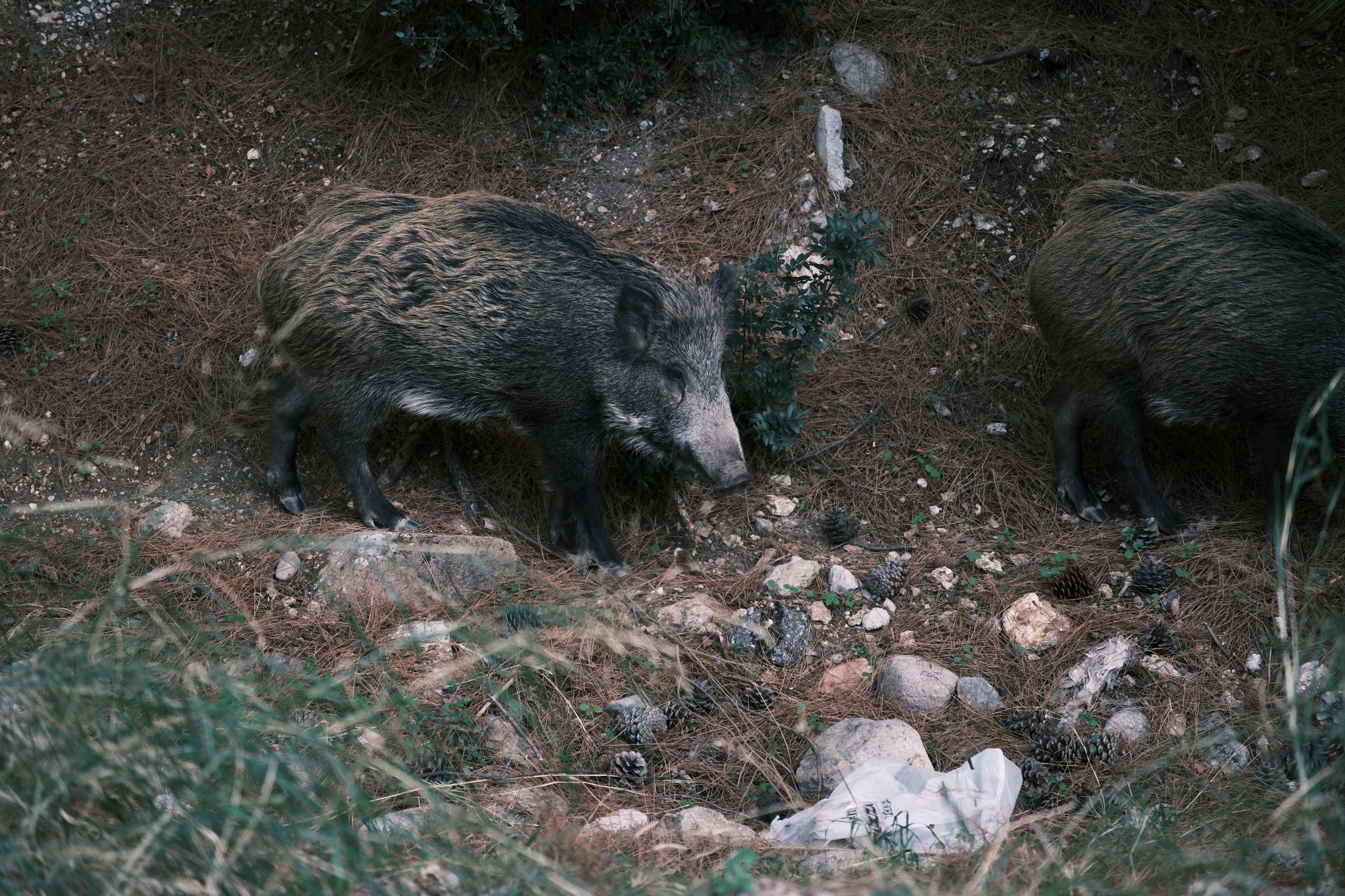 Wild Boars Foraging in Forest Habitat