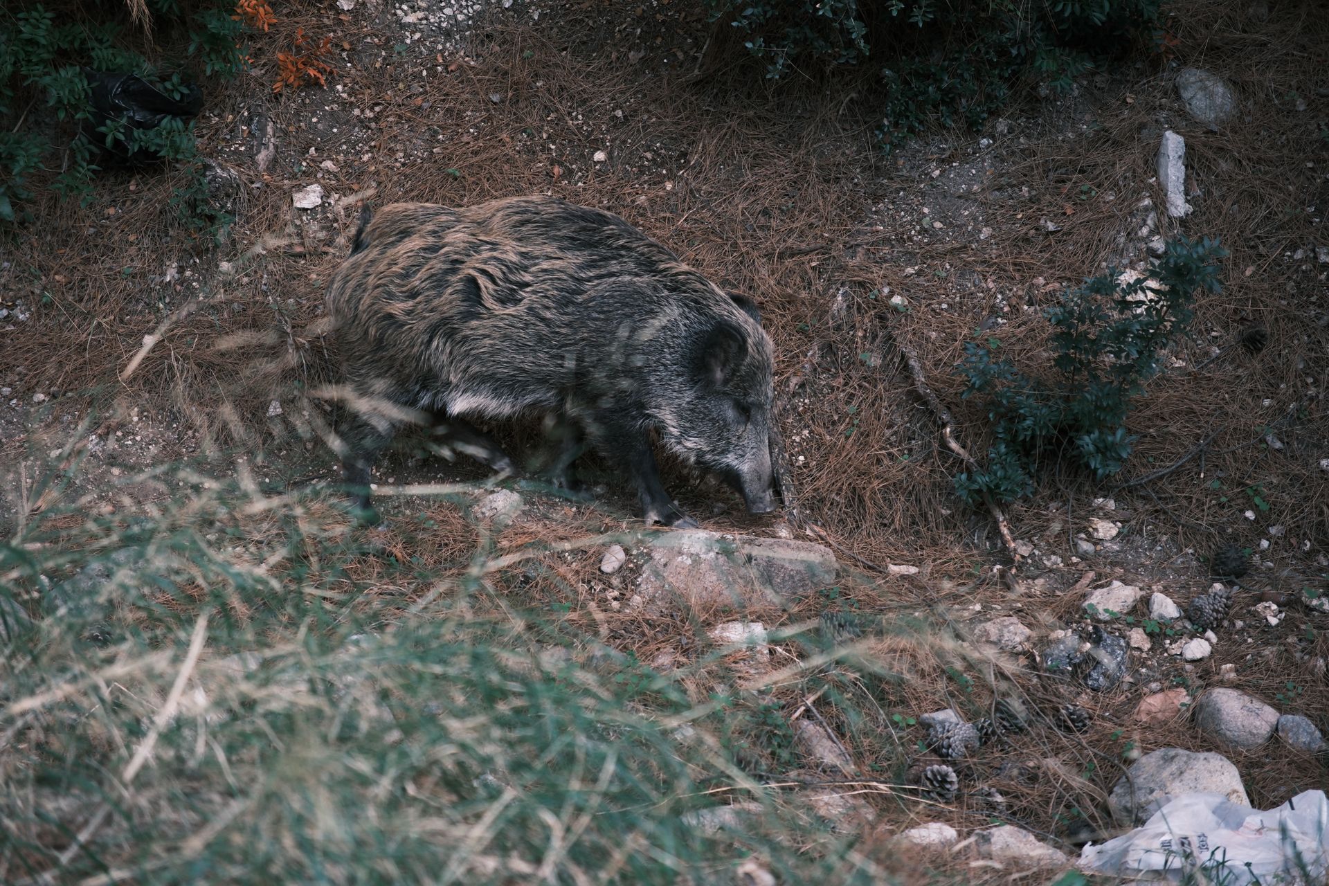 Wild Boar in Natural Habitat in Forest Terrain