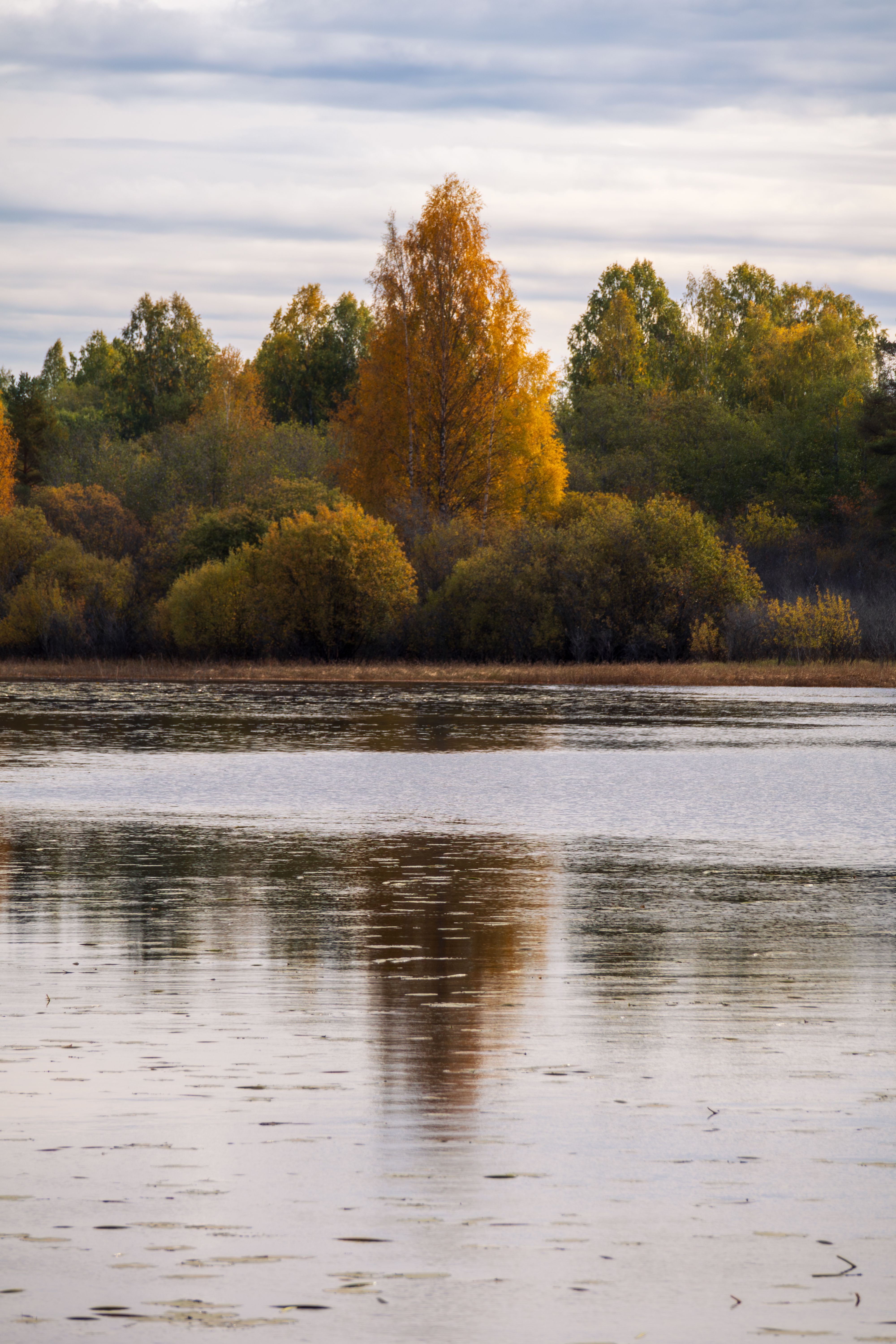 Serene Autumn Forest Reflection on Lake · Free Stock Photo