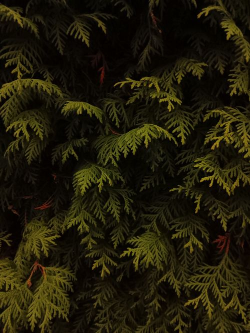 Free Detailed texture of lush green evergreen leaves in natural light. Stock Photo