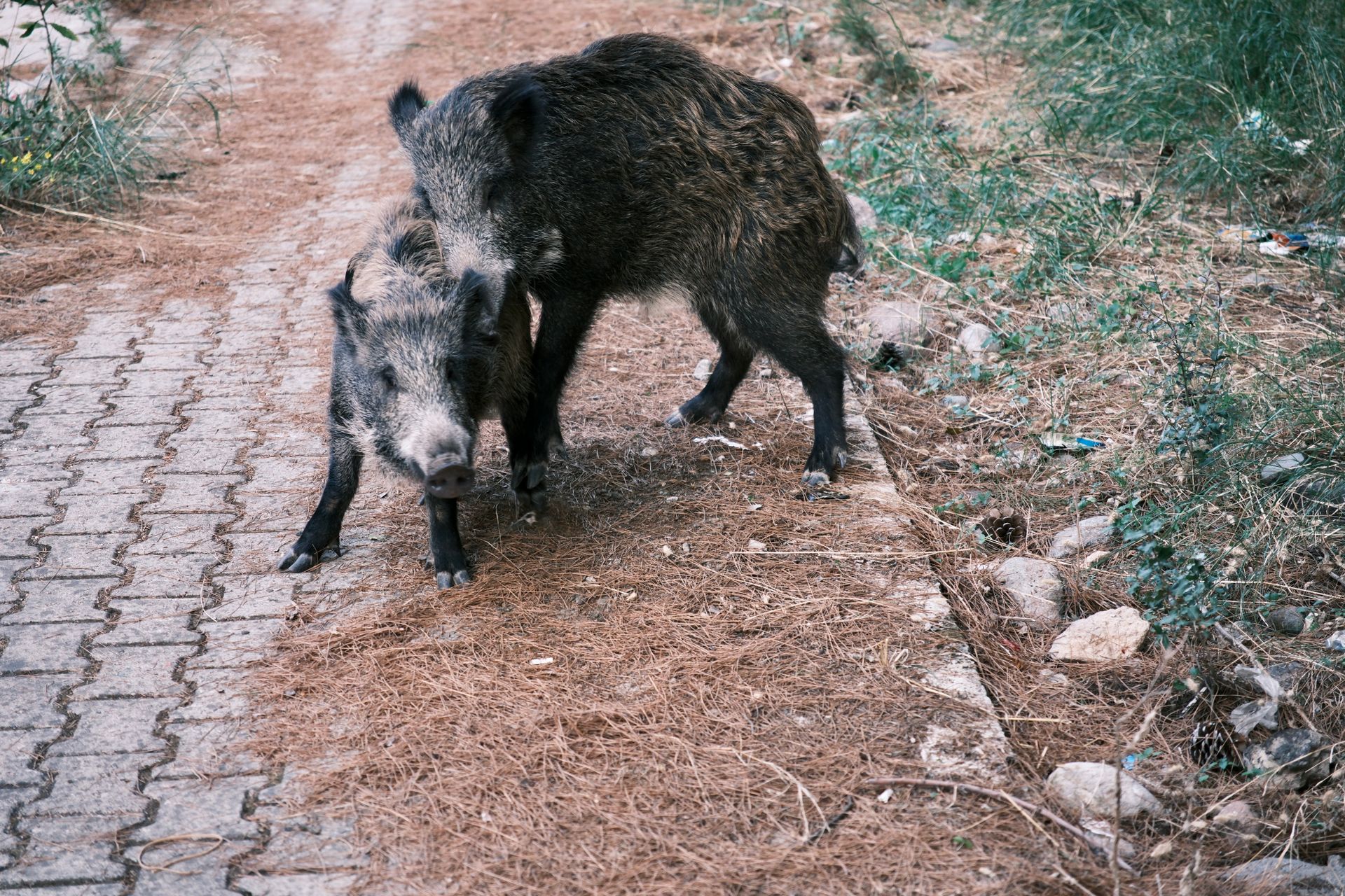 Wild Boars Walking on a Forest Path