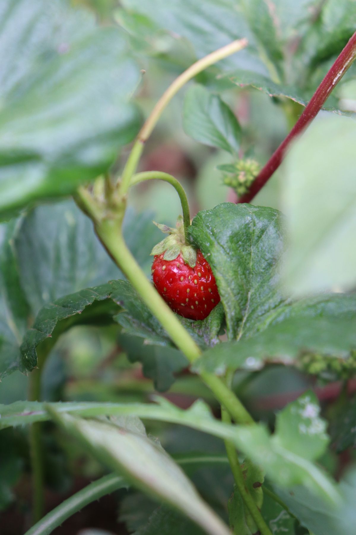 Close Up Photo of Red Strawberry · Free Stock Photo