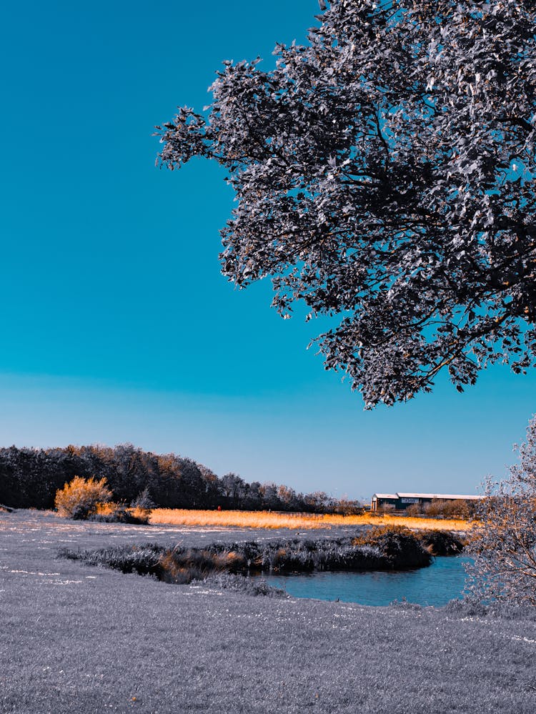 Frosted Gray Tree