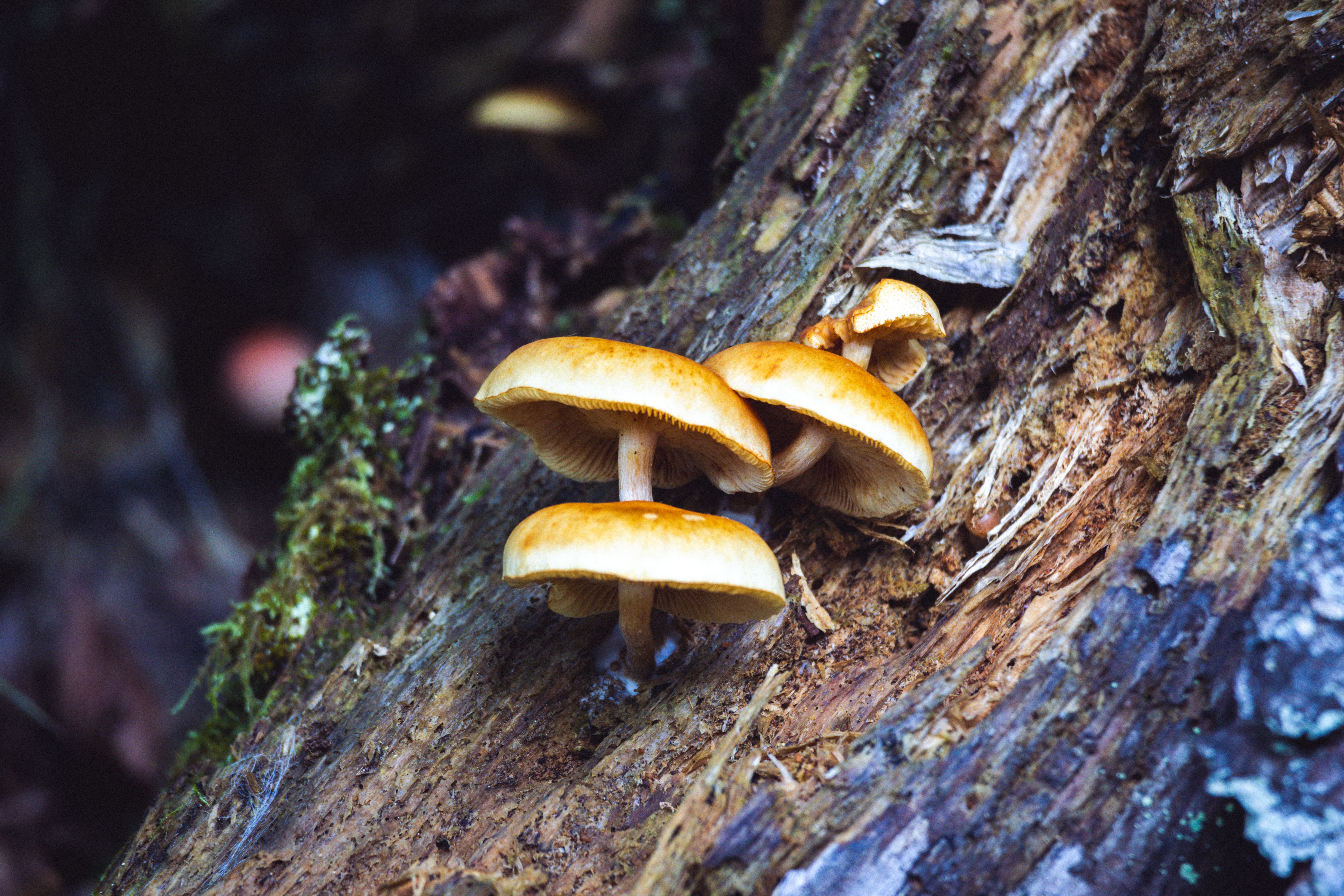 Golden Mushrooms Growing on Tree Bark · Free Stock Photo