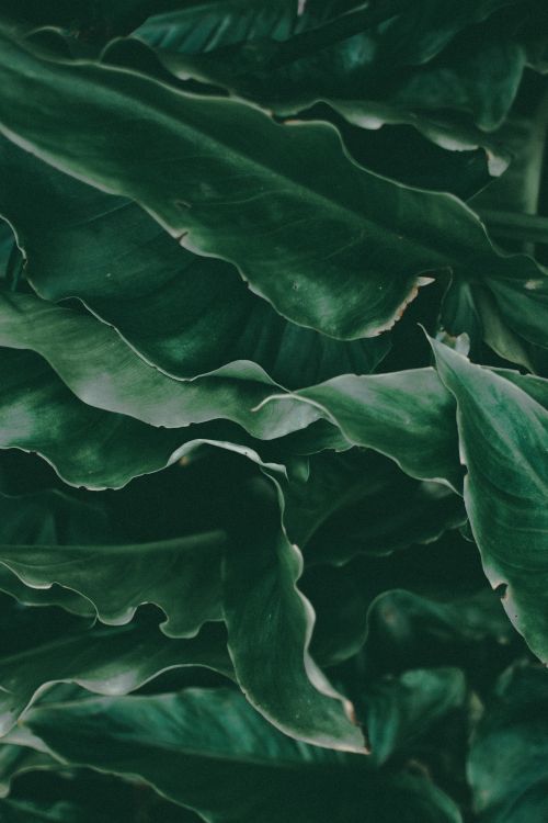 Free Close-up view of lush green tropical leaf texture, perfect for nature backgrounds. Stock Photo