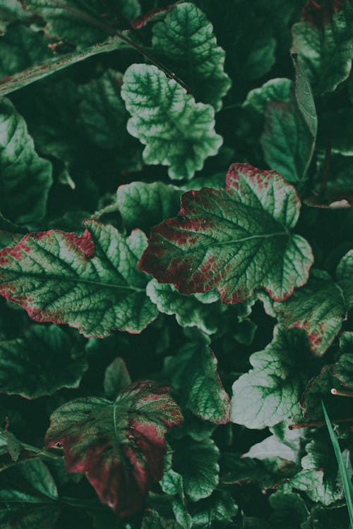 Green Leafed Plants