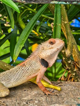 lizard photo
