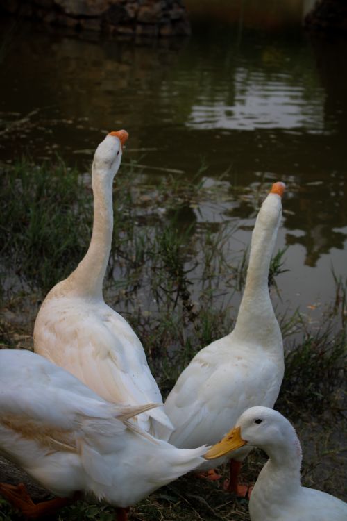 Free Elegant swans and ducks gathered peacefully by a tranquil lake edge. Stock Photo