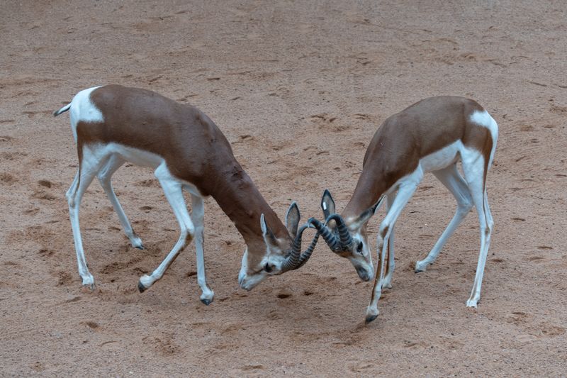 Gazelle Ultimate C380 HMB