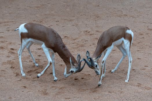 La Gazelle