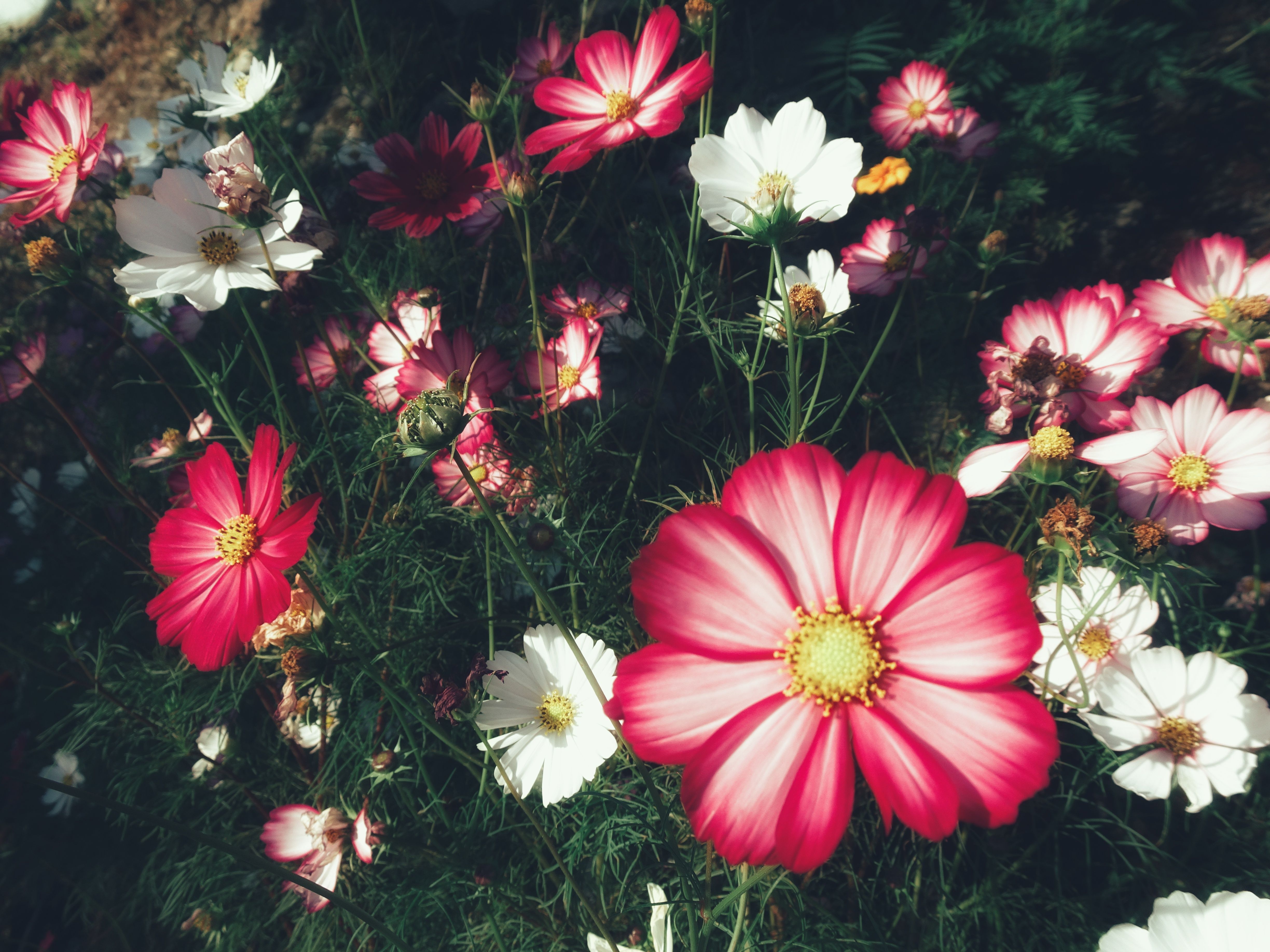 [ColoSach]-close-up-of-colorful-cosmos-flowers-in-full-bloom,-showcasing-nature's-vibrant-beauty.