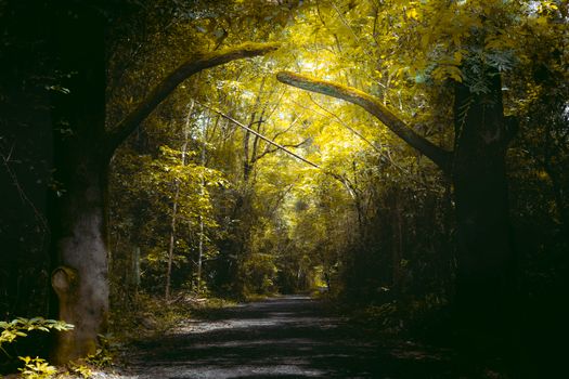 Serene forest path illuminated by warm golden sunlight, creating a magical atmosphere.