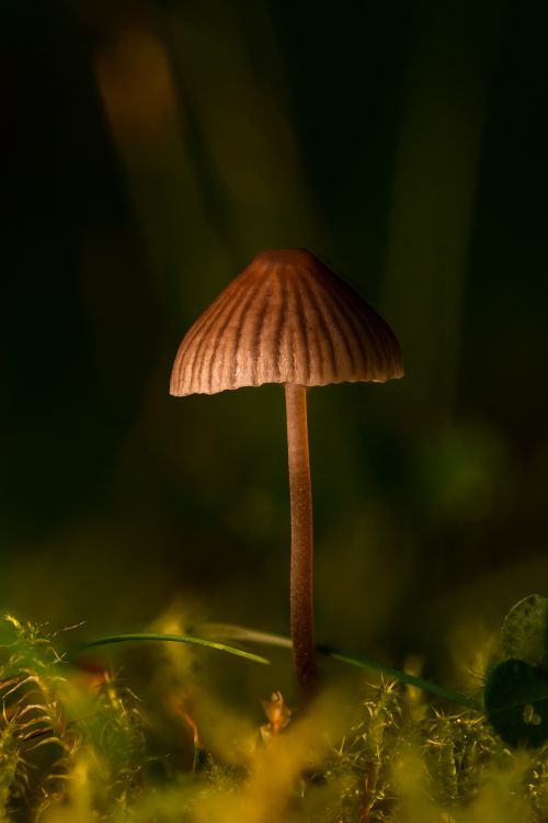 Free Close-up of a lone mushroom on a forest floor with lush green surroundings. Stock Photo