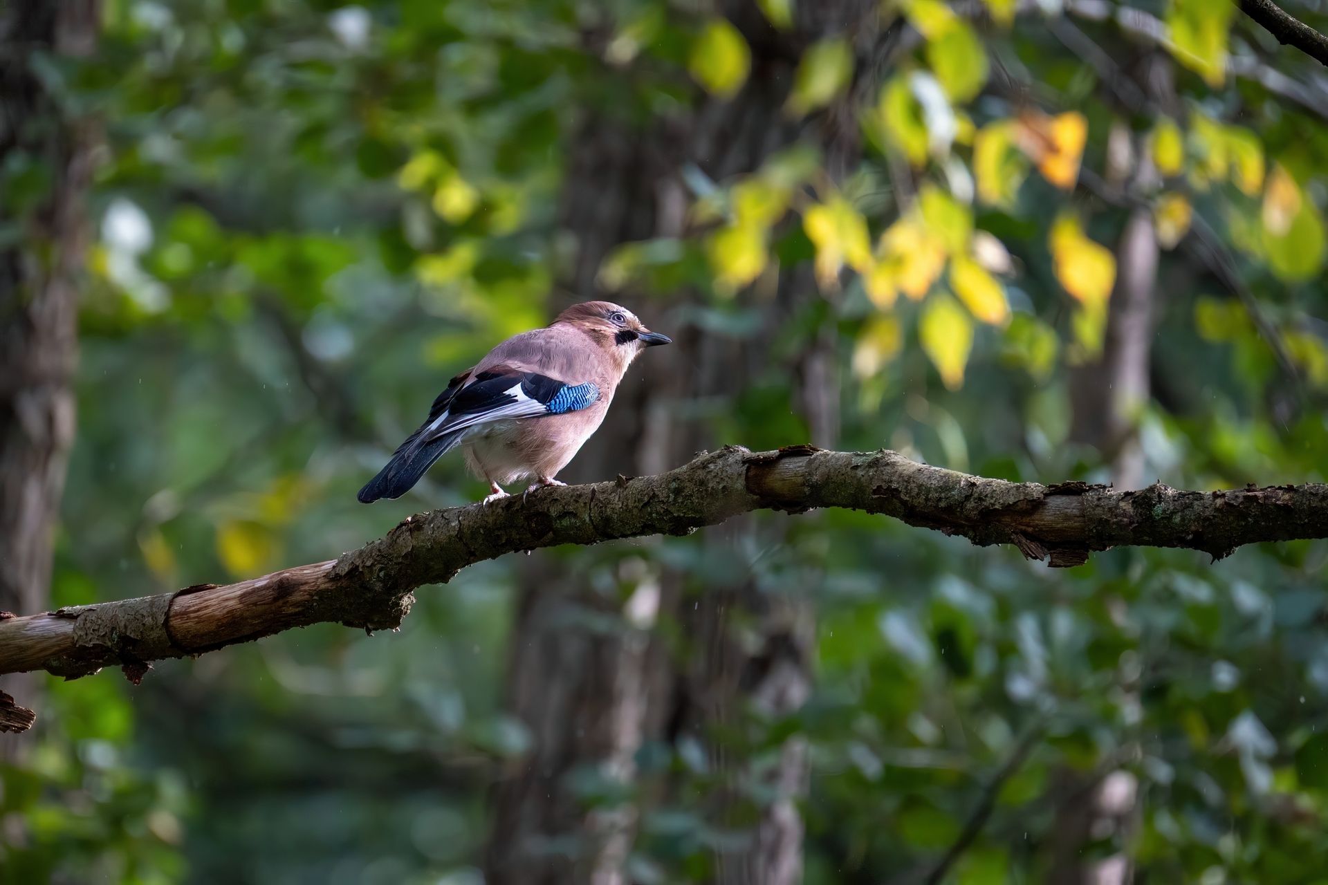 A vibrant Eurasian Jay perched on a branch in a lush green forest, showcasing the beauty of wildlife.