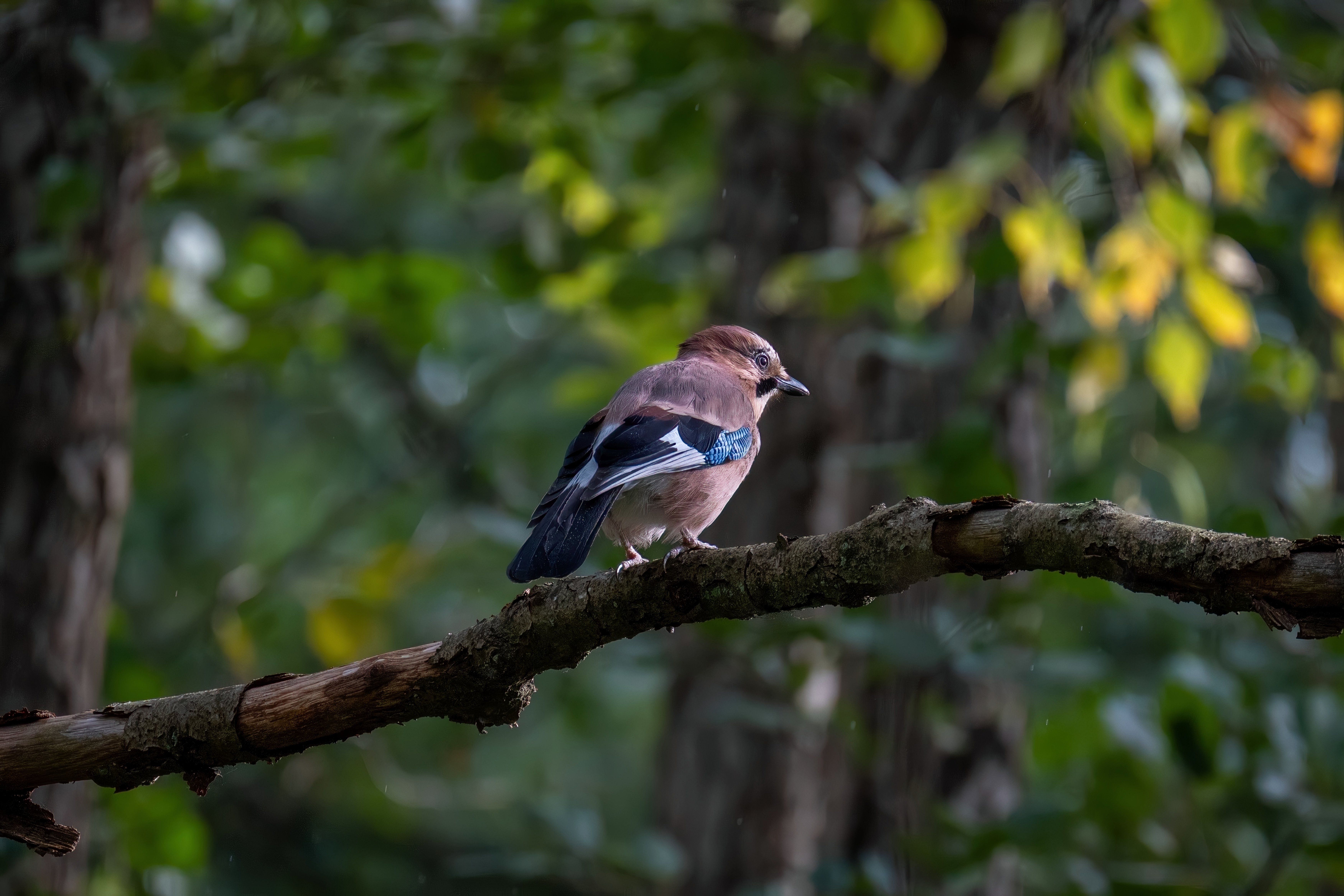 Winter birdwatching tips — practical guide overview
