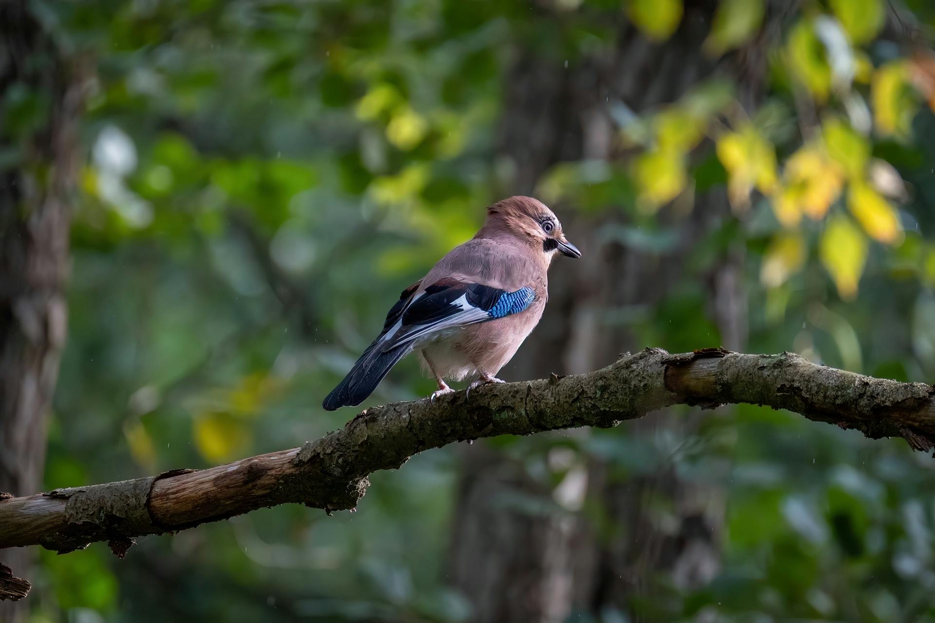 A Eurasian Jay sits on a branch in a lush forest, surrounded by greenery and natural light.