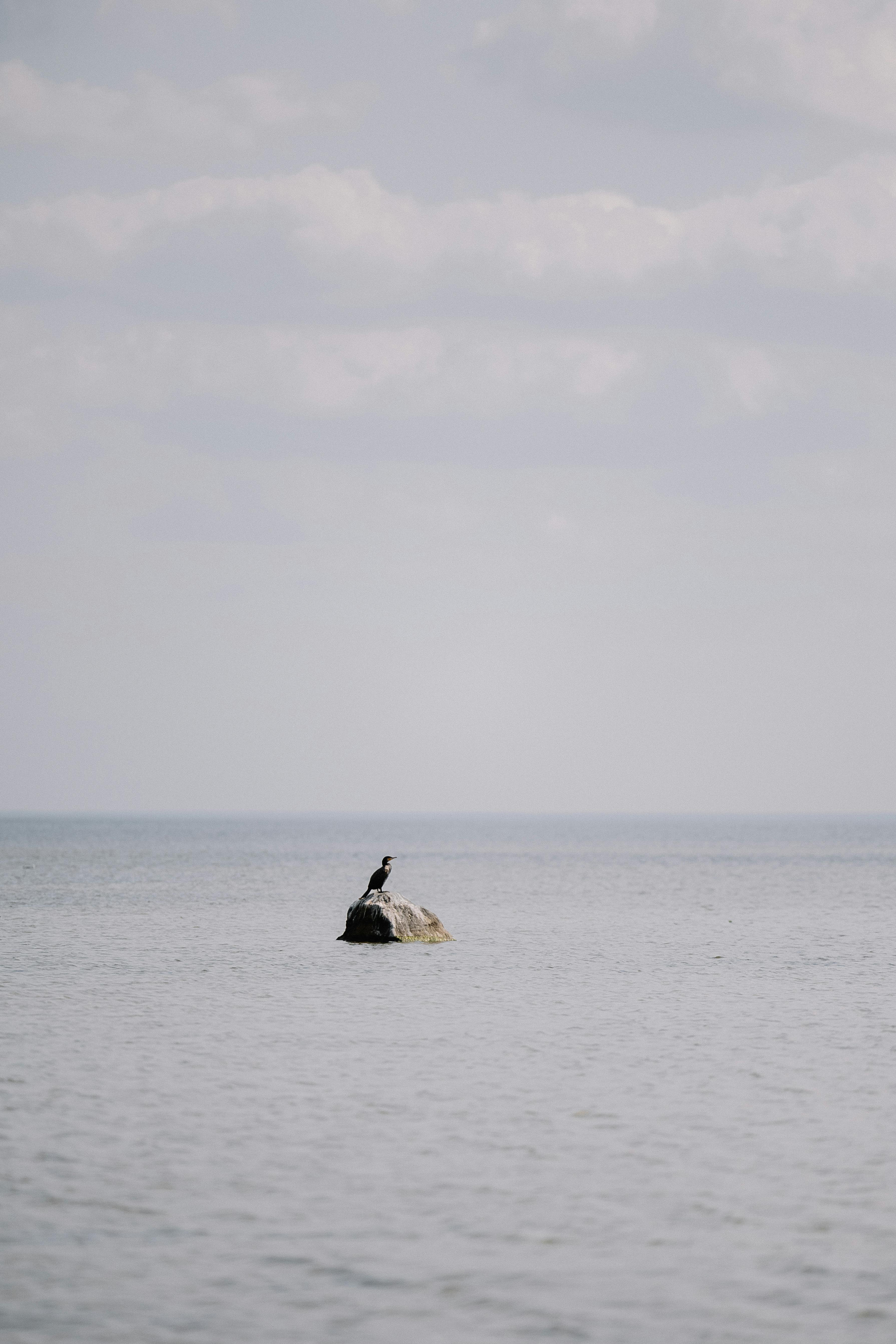 A lone bird rests on a rock amidst a serene sea, capturing peaceful isolation.