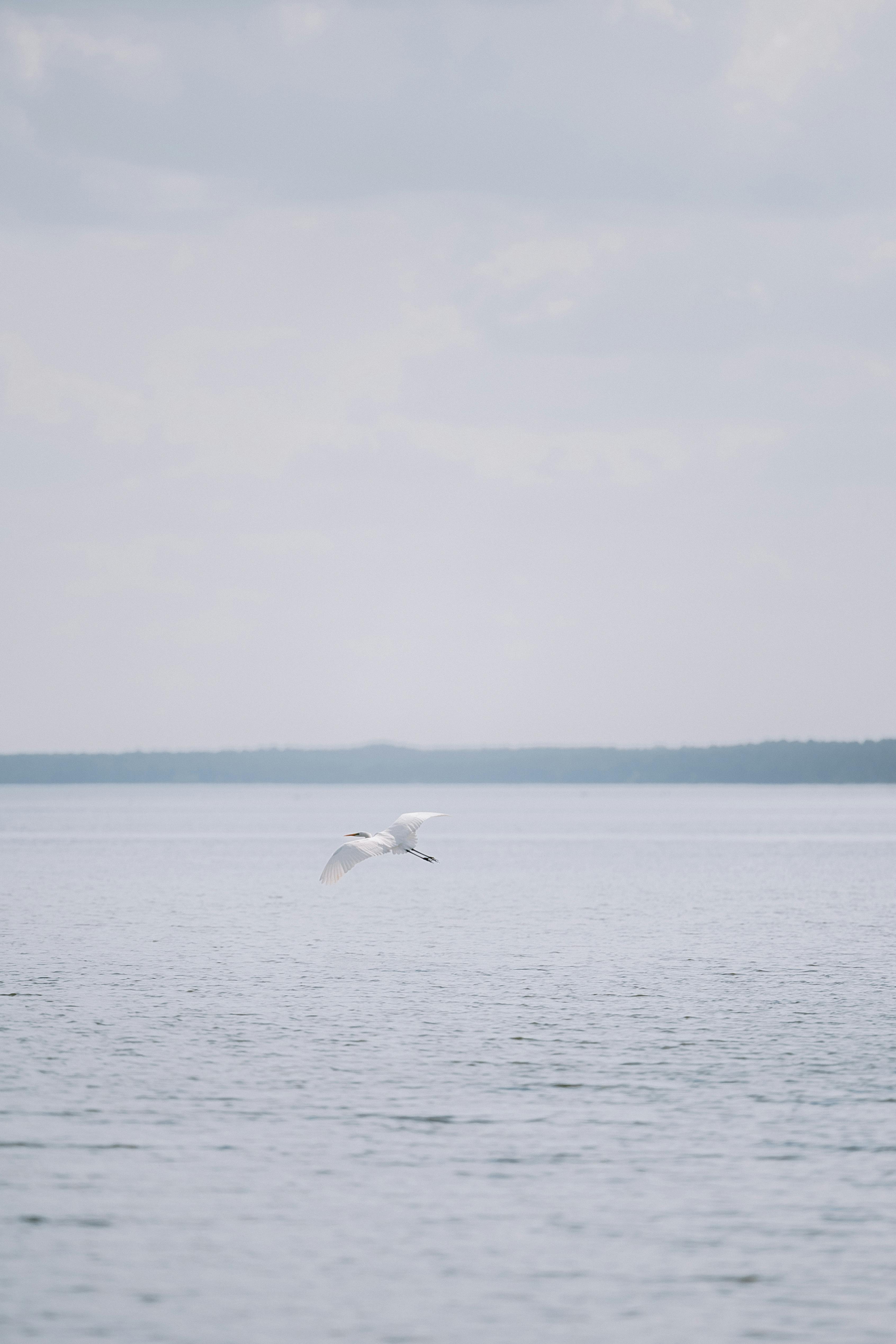 A graceful white swan gliding above a peaceful lake under a calming sky.
