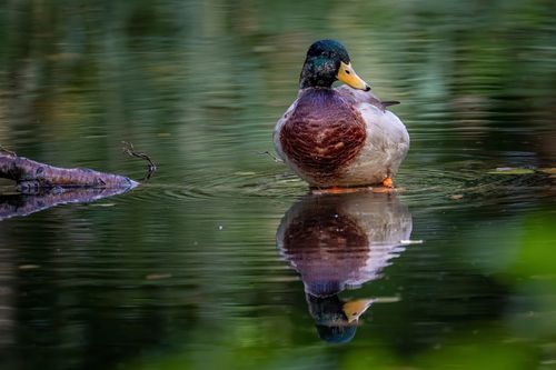 Free A serene mallard duck floats on a pond, its reflection mirrored in the calm water. Stock Photo