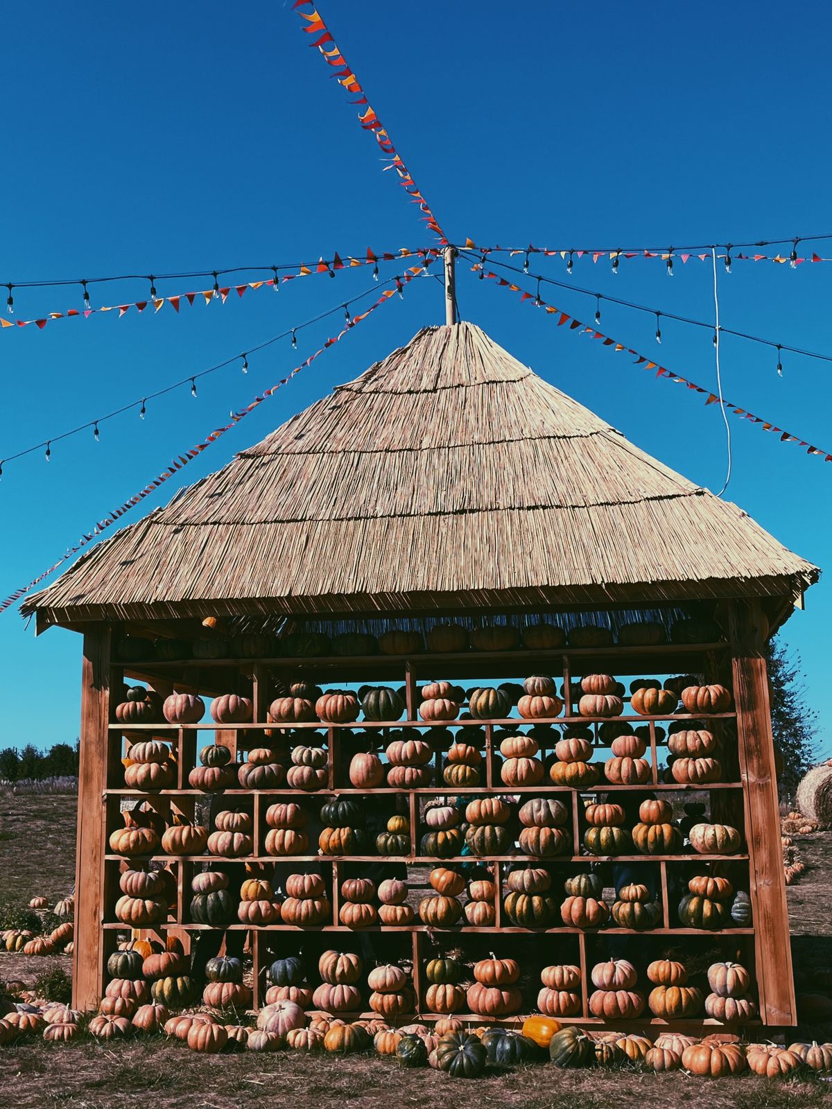 A wooden stand filled with pumpkins beneath a straw roof, outdoors in autumn. Stock Photo.