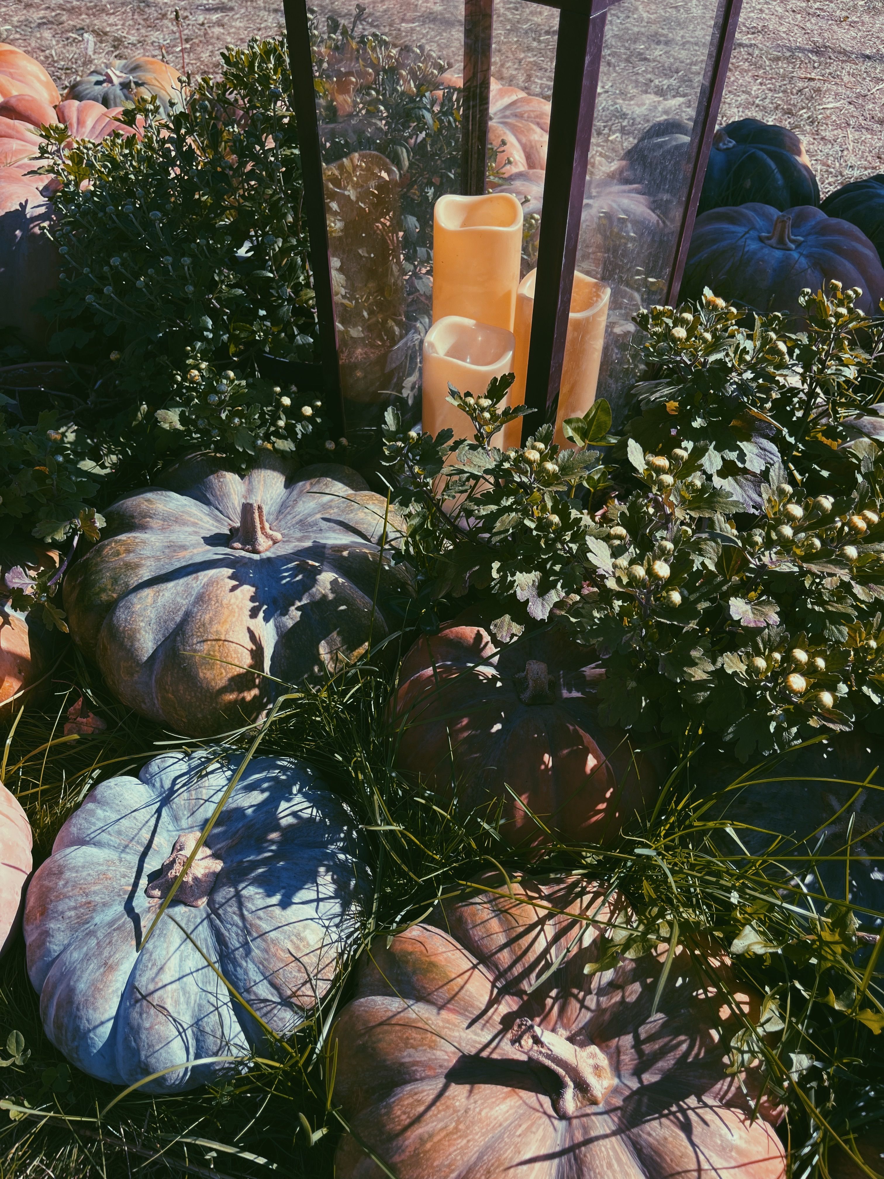 Autumn Harvest Scene with Pumpkins and Candles · Free Stock Photo