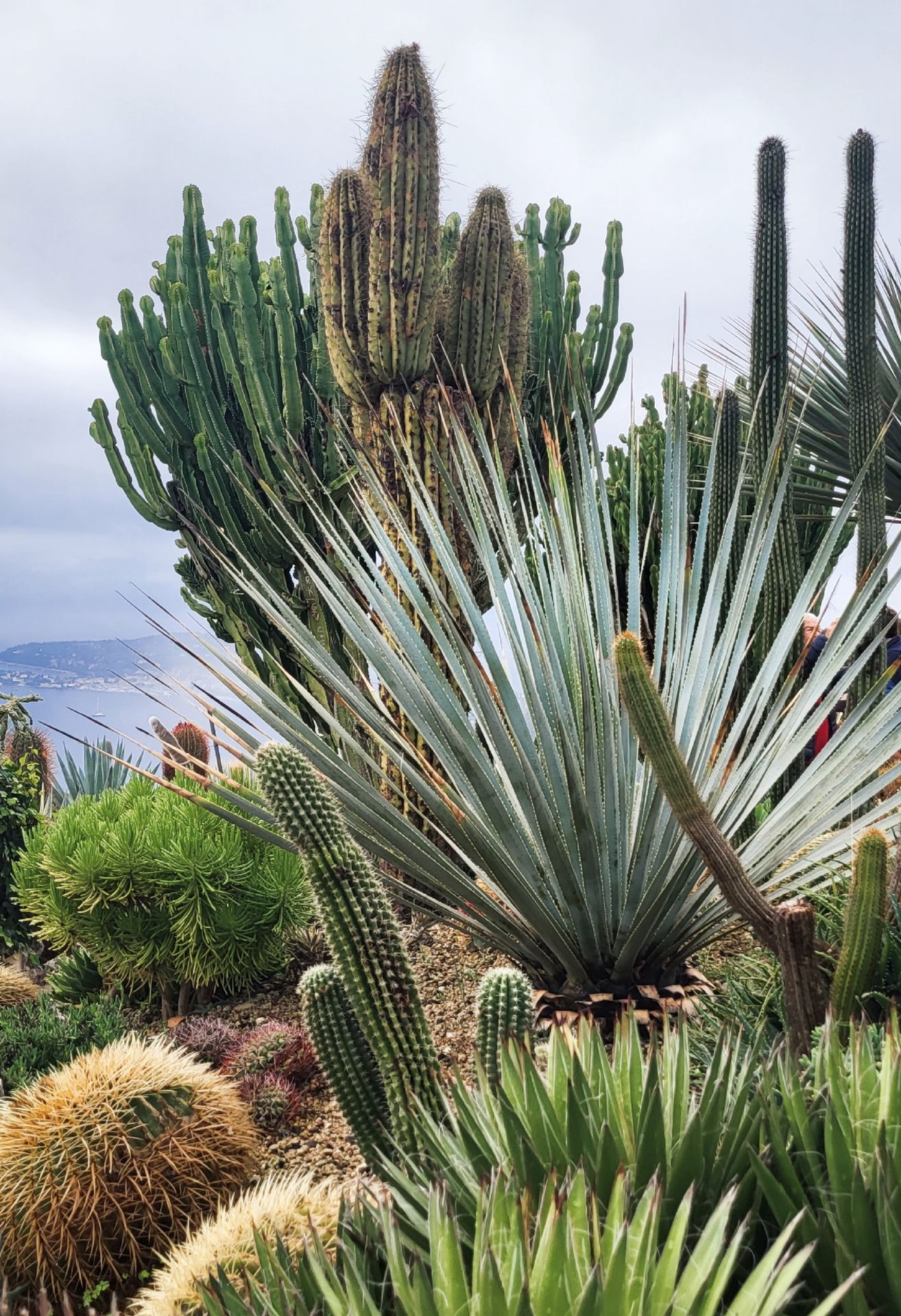 cactus monaco
