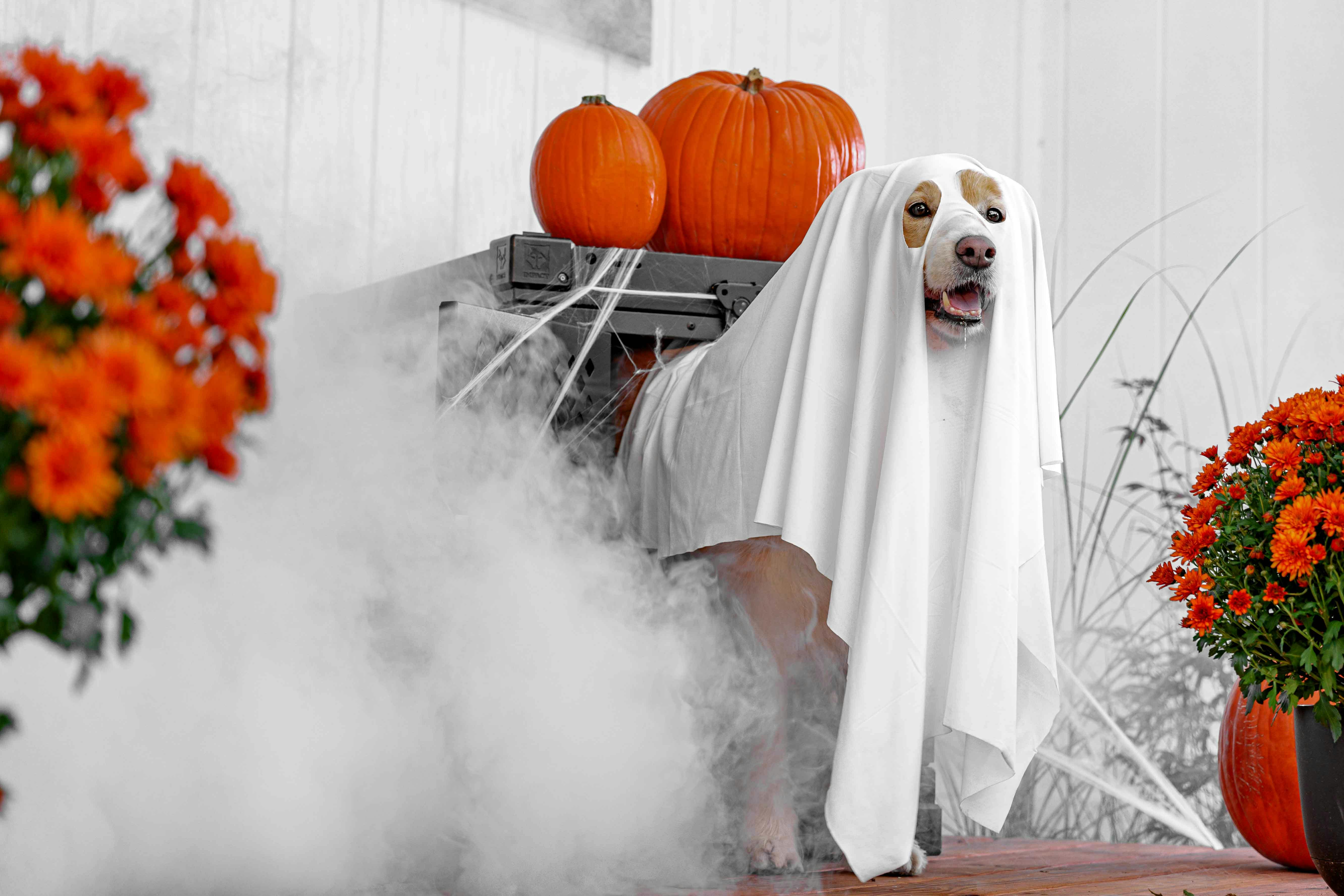 Complete Your Spooky Porch Setup with an Impact Dog Crate for Halloween