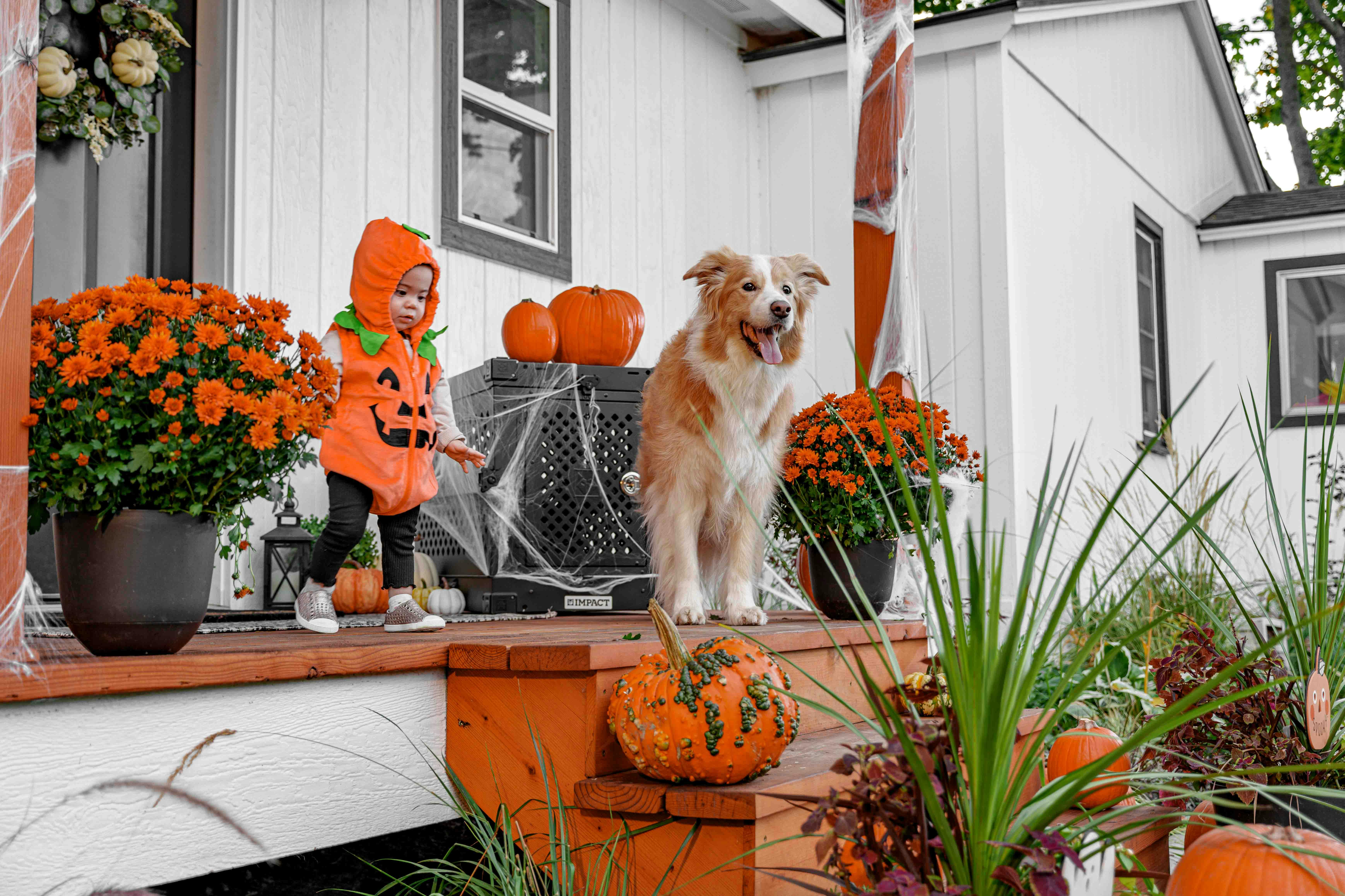 Outdoor Safety Tips for Pets on This Busy Halloween Evening
