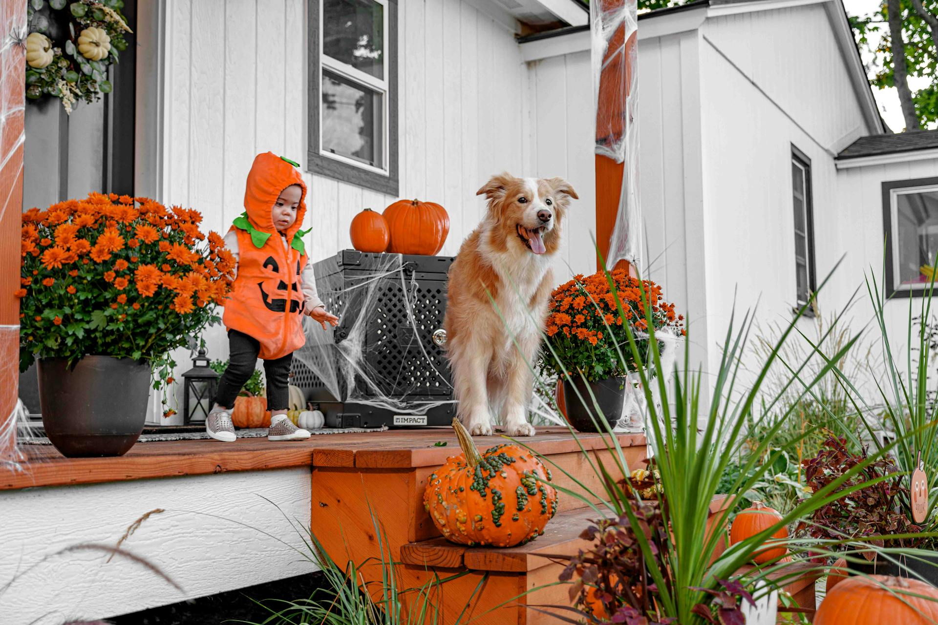 A child in a pumpkin costume and a dog on a festively decorated porch.