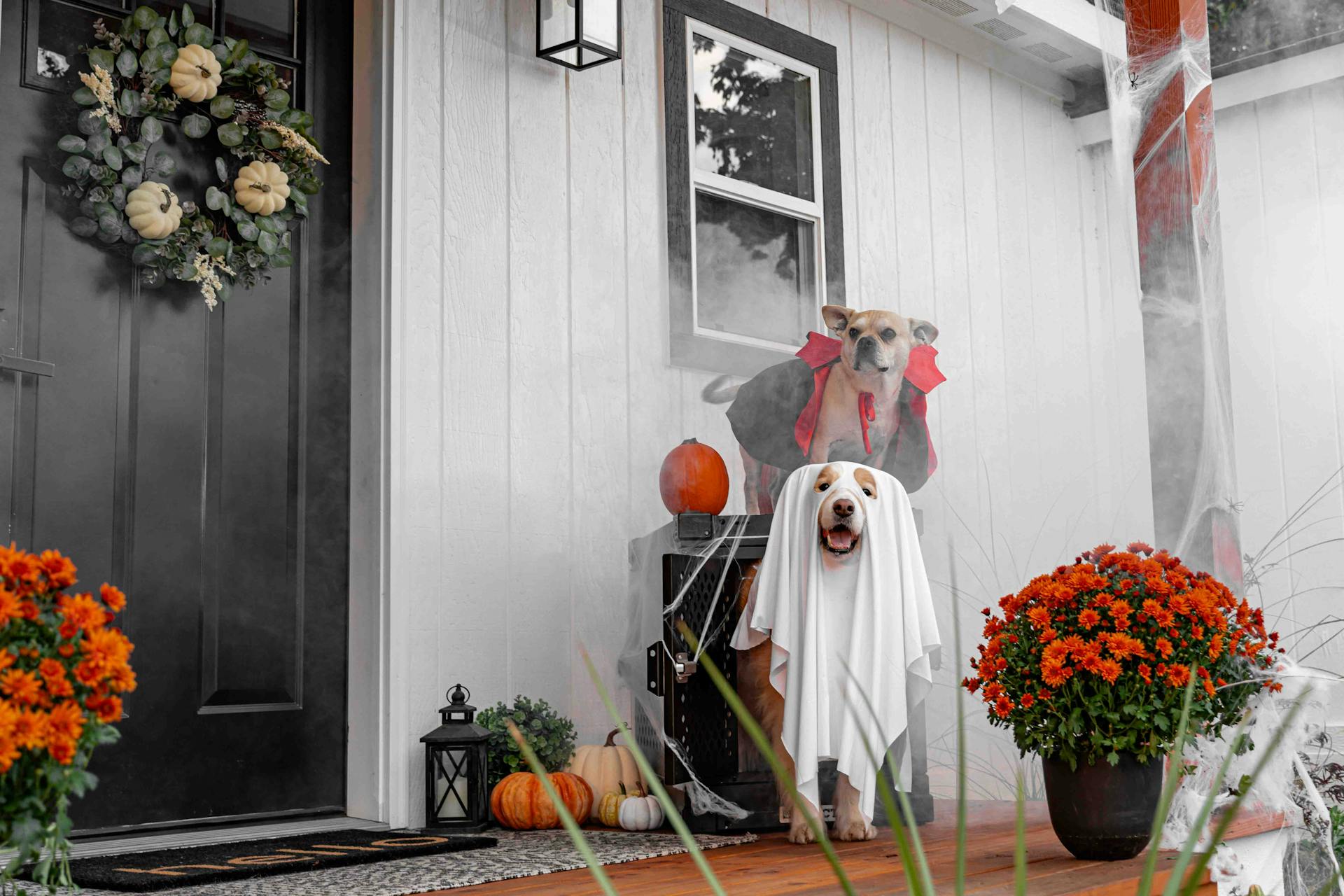 Två hundar i halloweenkostymer på en dekorerad veranda för skrämmande festligheter.